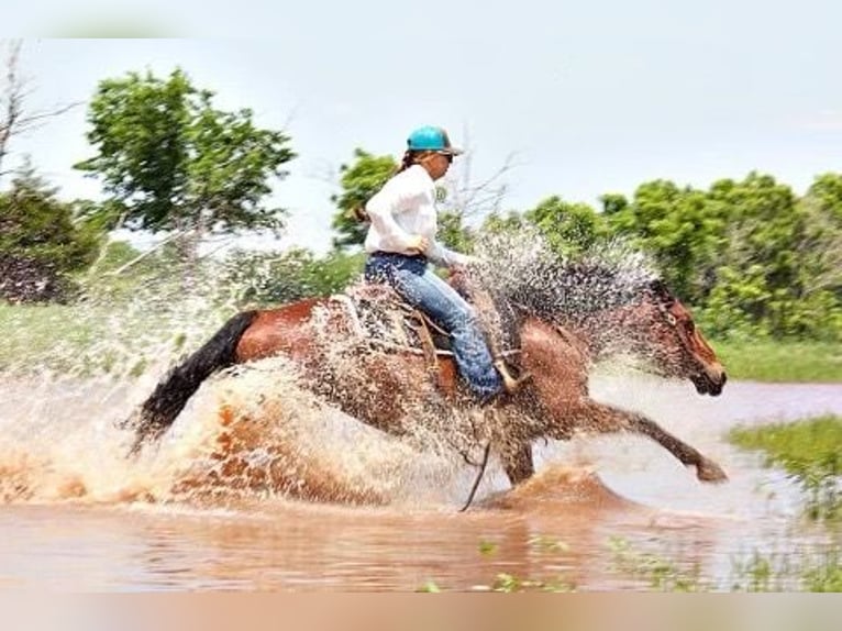 American Quarter Horse Giumenta 7 Anni Baio ciliegia in PERRY, OK