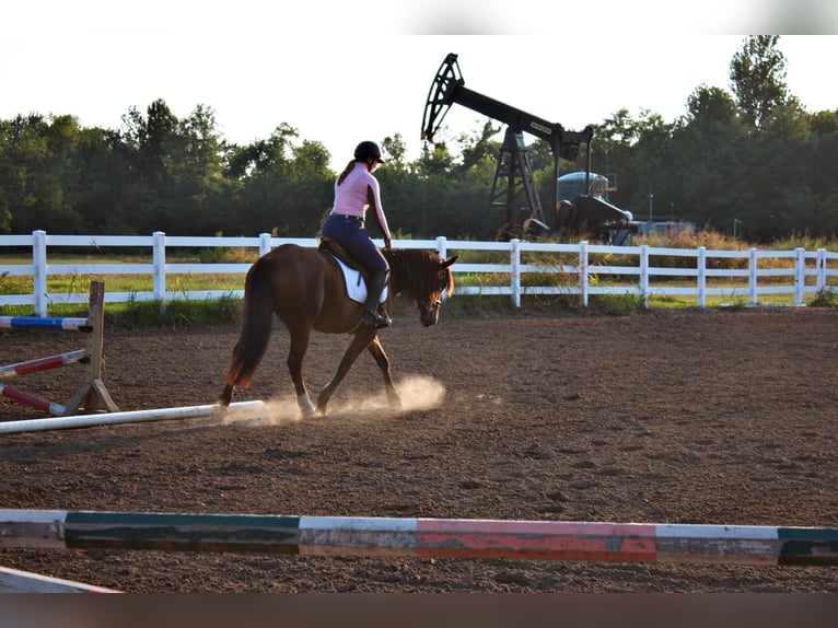 American Quarter Horse Giumenta 7 Anni Baio ciliegia in PERRY, OK