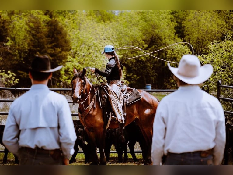 American Quarter Horse Giumenta 7 Anni Baio ciliegia in PERRY, OK