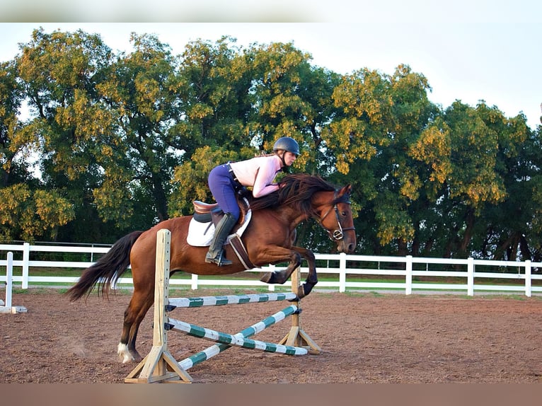 American Quarter Horse Giumenta 7 Anni Baio ciliegia in PERRY, OK