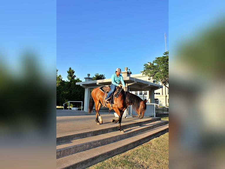 American Quarter Horse Giumenta 7 Anni Baio ciliegia in PERRY, OK