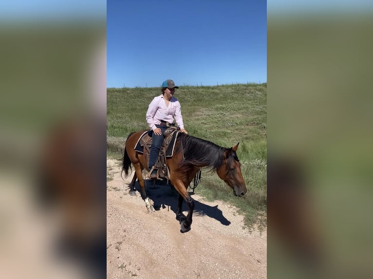 American Quarter Horse Giumenta 7 Anni Baio ciliegia in PERRY, OK