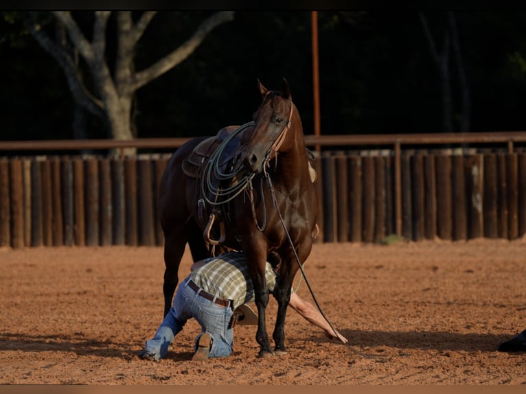 American Quarter Horse Giumenta 7 Anni Baio ciliegia in Weatherford