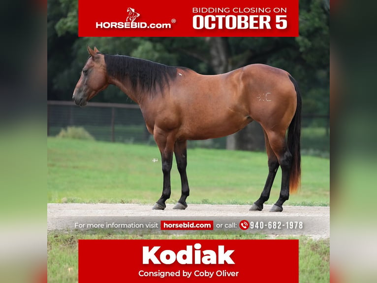 American Quarter Horse Giumenta 7 Anni Baio ciliegia in Weatherford