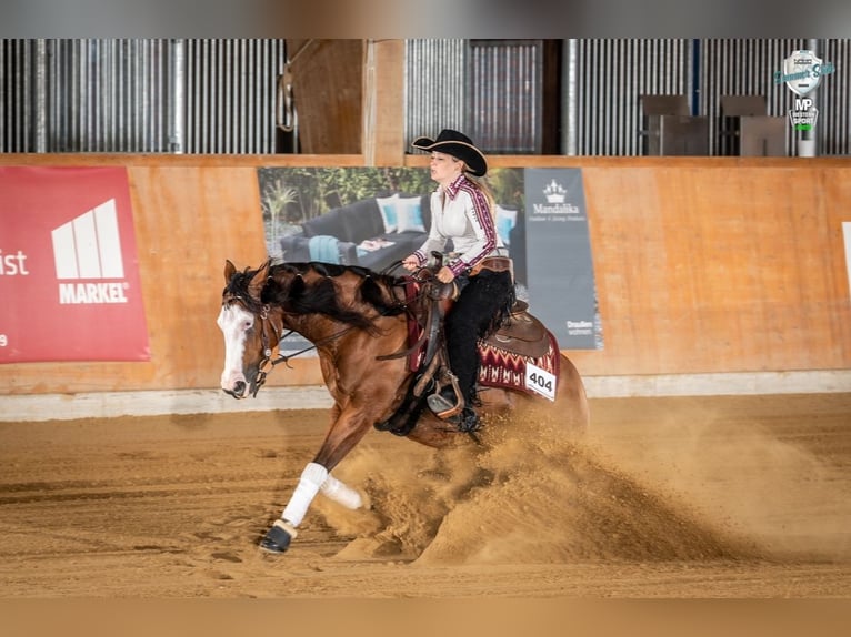 American Quarter Horse Giumenta 7 Anni Baio in Lüdinghausen