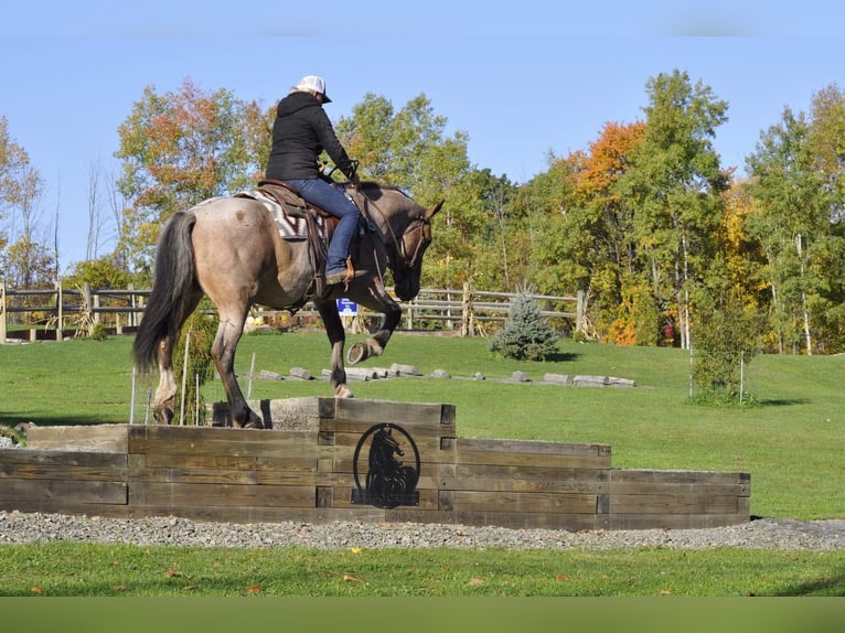 American Quarter Horse Giumenta 7 Anni Baio roano in Everett PA