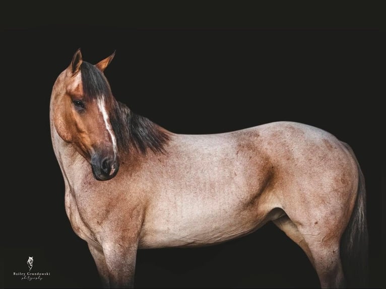 American Quarter Horse Giumenta 7 Anni Baio roano in Everett PA