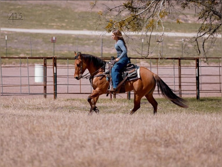 American Quarter Horse Giumenta 7 Anni Falbo in Weatherford, TX
