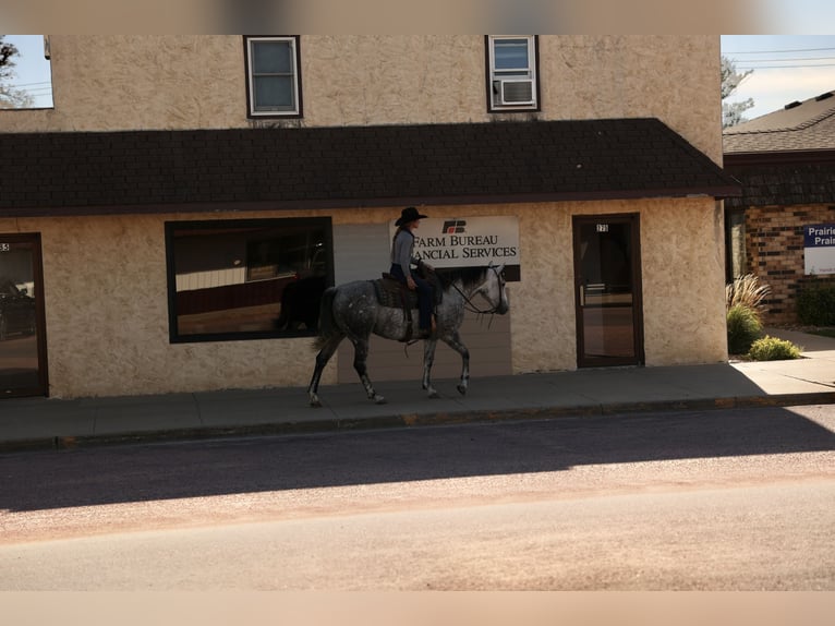 American Quarter Horse Giumenta 7 Anni Grigio in Corsica