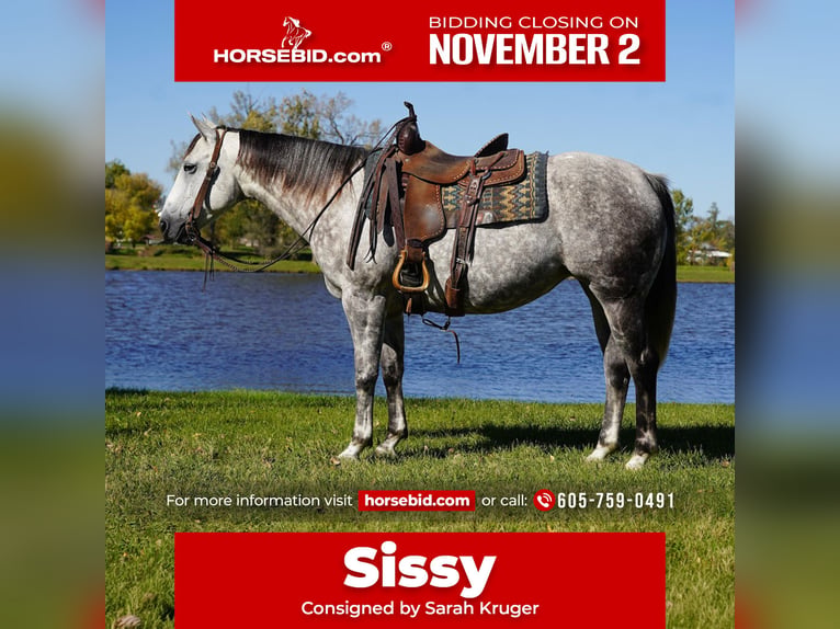 American Quarter Horse Giumenta 7 Anni Grigio in Corsica