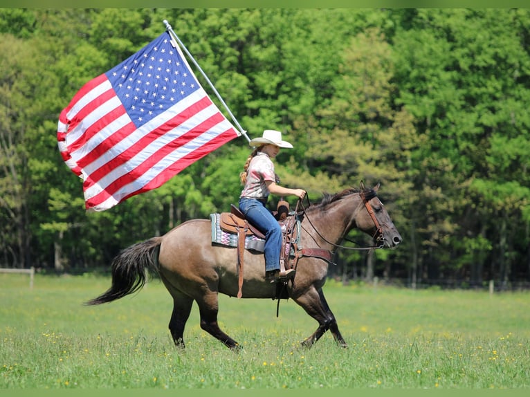 American Quarter Horse Giumenta 7 Anni Grullo in Clarion
