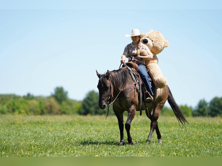 American Quarter Horse Giumenta 7 Anni Grullo in Clarion