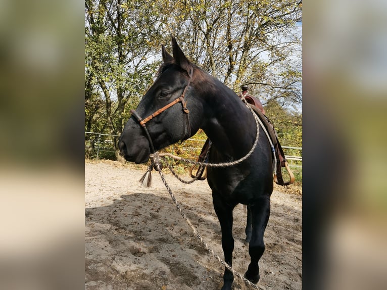 American Quarter Horse Giumenta 7 Anni Morello in Gruibingen