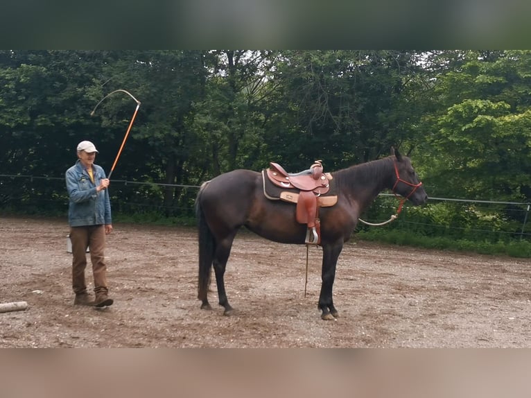 American Quarter Horse Giumenta 7 Anni Morello in Gruibingen