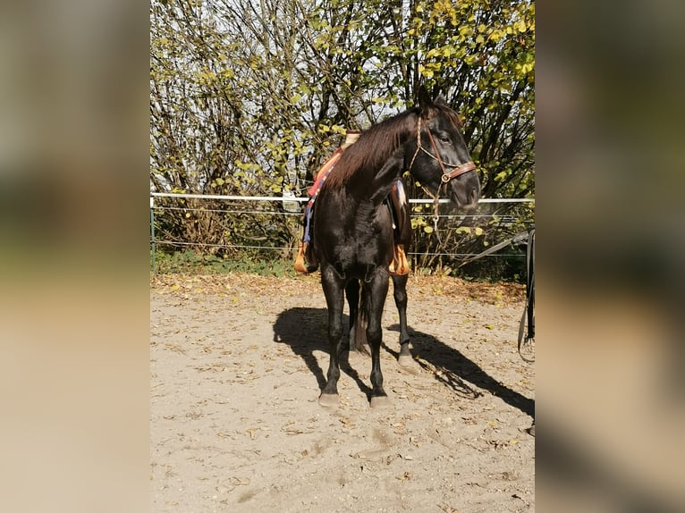 American Quarter Horse Giumenta 7 Anni Morello in Gruibingen