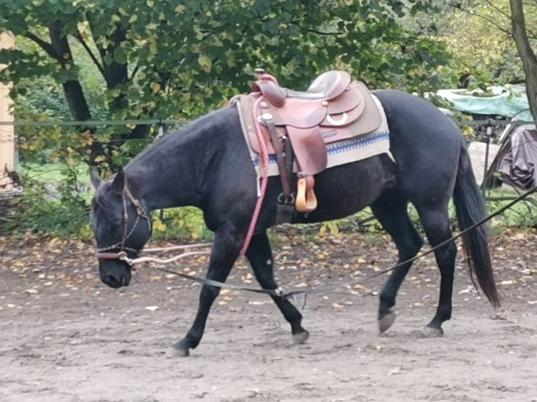 American Quarter Horse Giumenta 7 Anni Morello in Gruibingen