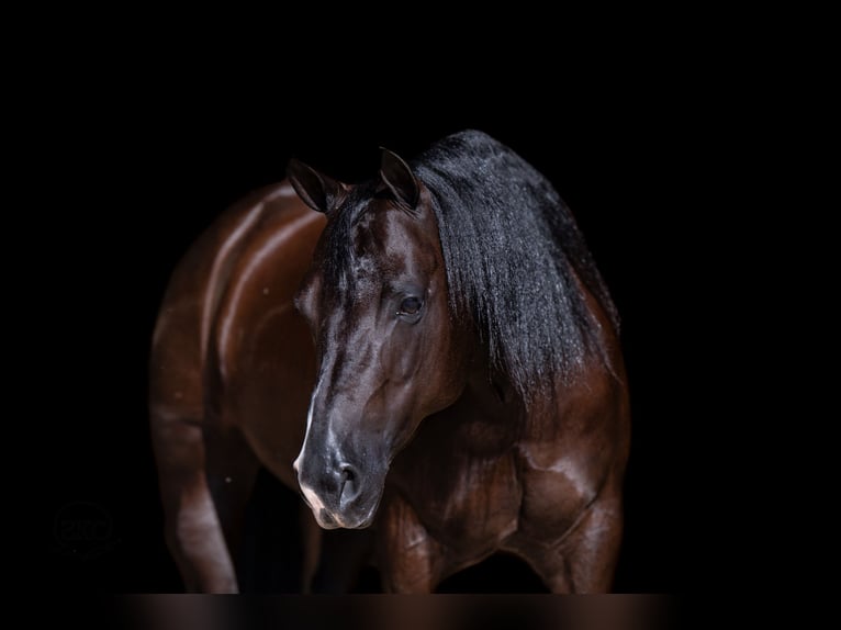 American Quarter Horse Giumenta 7 Anni Morello in Canyon