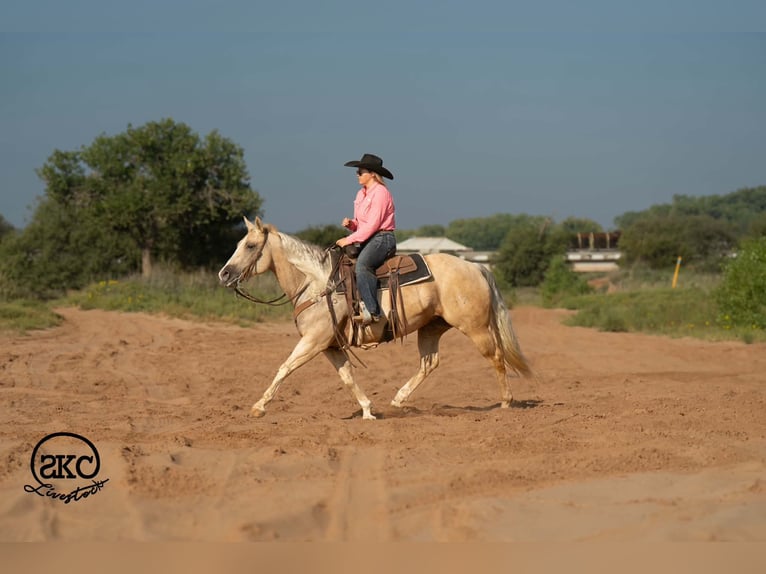 American Quarter Horse Giumenta 7 Anni Palomino in Canyon