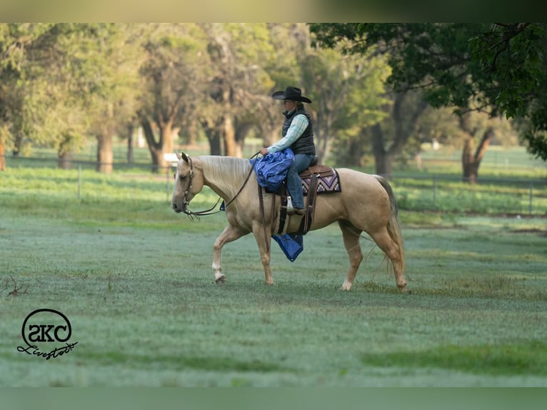 American Quarter Horse Giumenta 7 Anni Palomino in Canyon