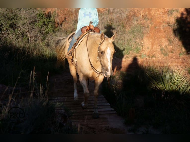 American Quarter Horse Giumenta 7 Anni Palomino in Canyon