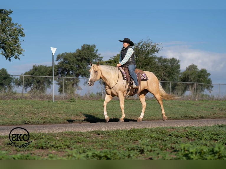 American Quarter Horse Giumenta 7 Anni Palomino in Canyon