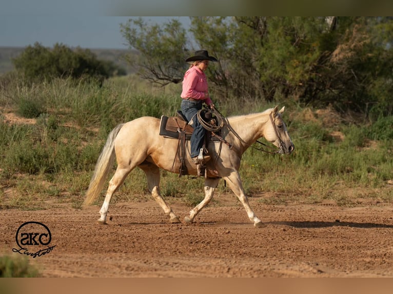 American Quarter Horse Giumenta 7 Anni Palomino in Canyon