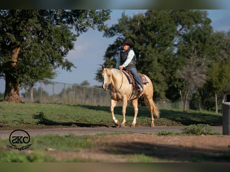 American Quarter Horse Giumenta 7 Anni Palomino in Canyon