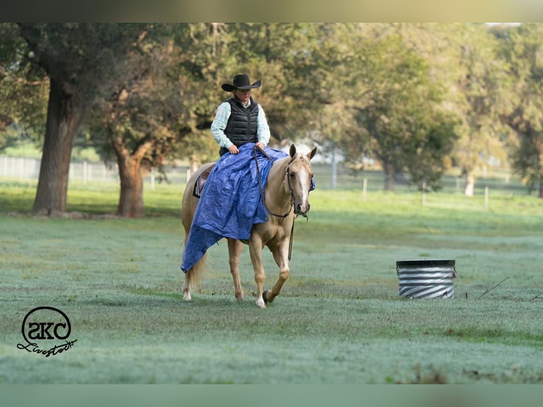 American Quarter Horse Giumenta 7 Anni Palomino in Canyon