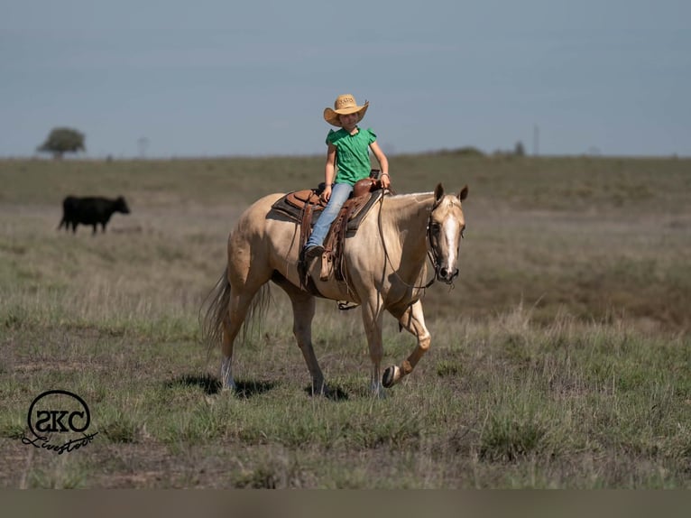 American Quarter Horse Giumenta 7 Anni Palomino in Canyon
