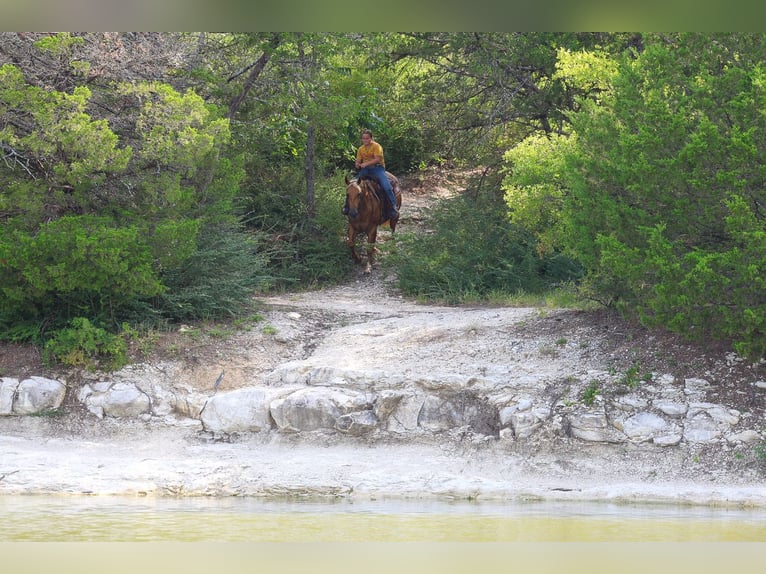 American Quarter Horse Giumenta 7 Anni Palomino in Denton