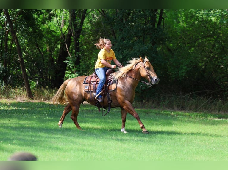 American Quarter Horse Giumenta 7 Anni Palomino in Denton