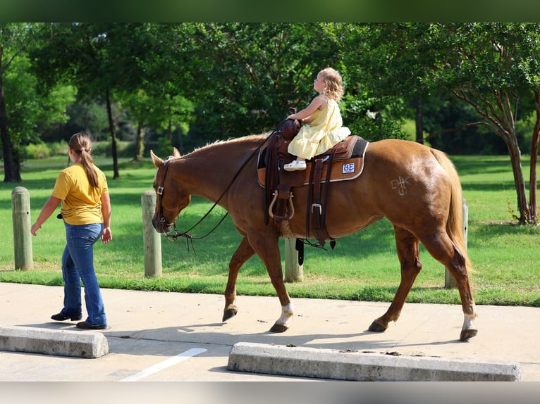 American Quarter Horse Giumenta 7 Anni Palomino in Denton