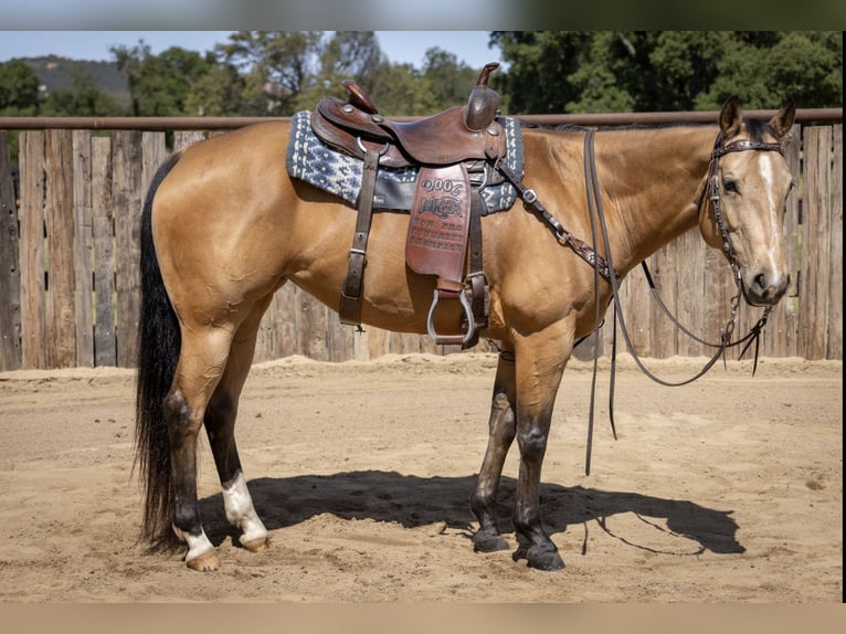 American Quarter Horse Giumenta 7 Anni Pelle di daino in Murrieta, CA