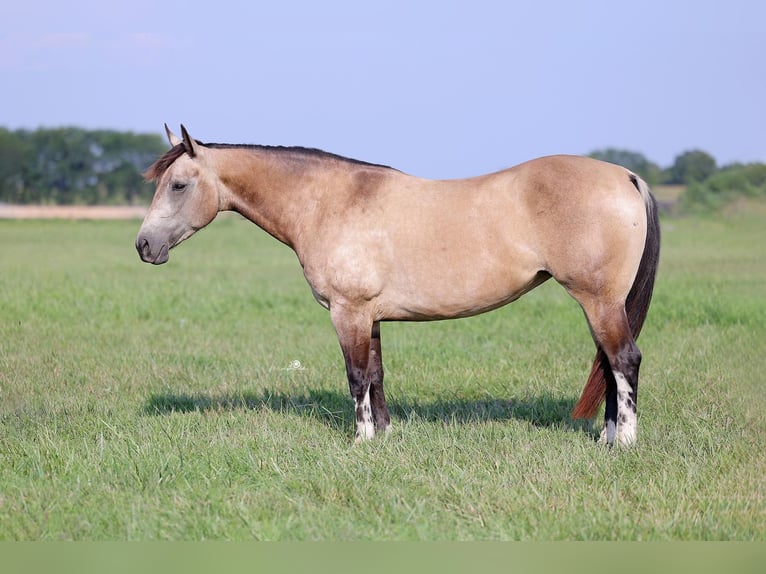 American Quarter Horse Giumenta 7 Anni Pelle di daino in Adair OK