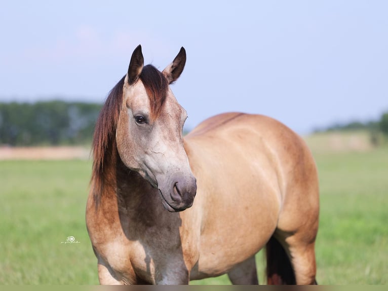 American Quarter Horse Giumenta 7 Anni Pelle di daino in Adair OK