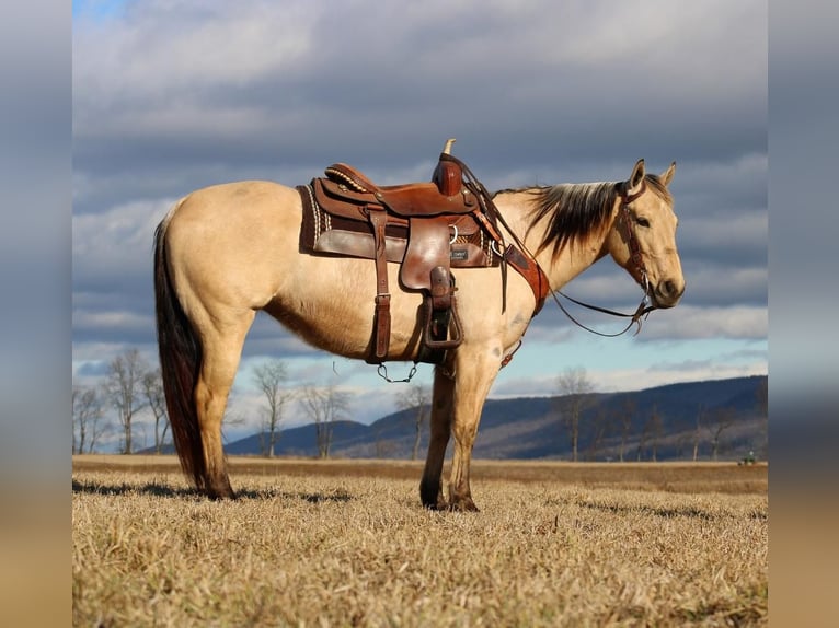 American Quarter Horse Giumenta 7 Anni Pelle di daino in Rebersburg, PA