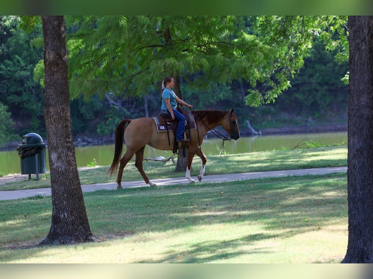 American Quarter Horse Giumenta 7 Anni Red dun in Forney