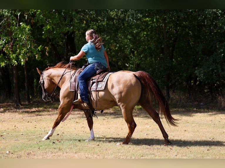 American Quarter Horse Giumenta 7 Anni Red dun in Forney