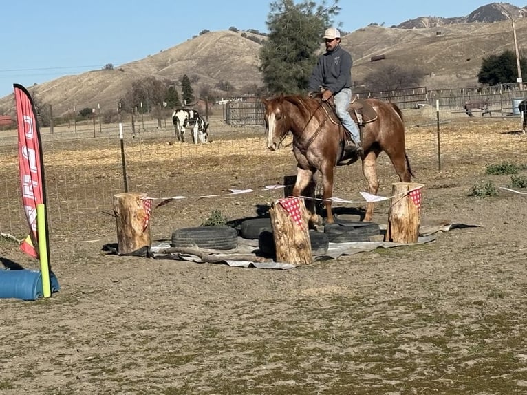 American Quarter Horse Giumenta 7 Anni Roano rosso in Paicines CA