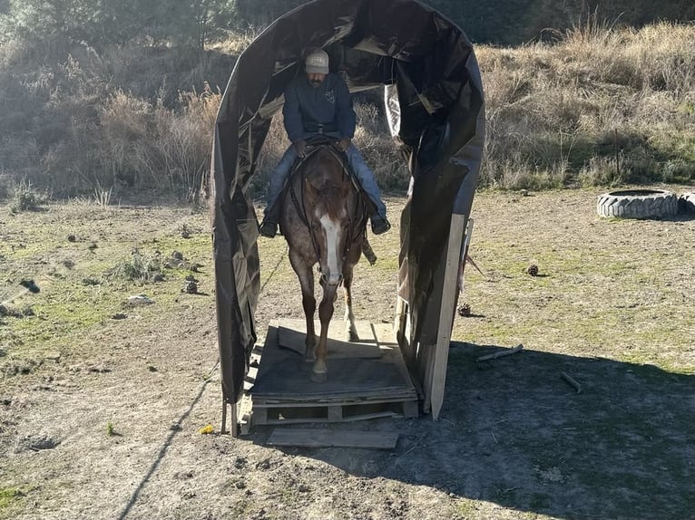 American Quarter Horse Giumenta 7 Anni Roano rosso in Paicines CA