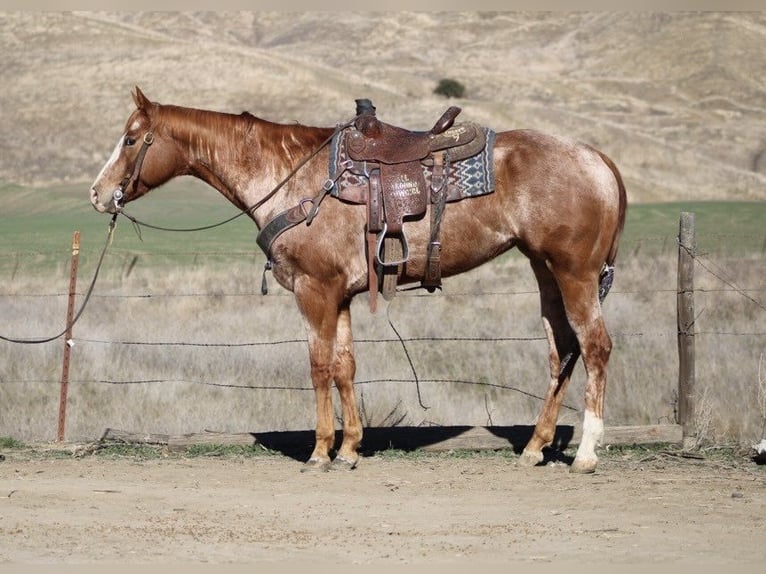 American Quarter Horse Giumenta 7 Anni Roano rosso in Paicines CA