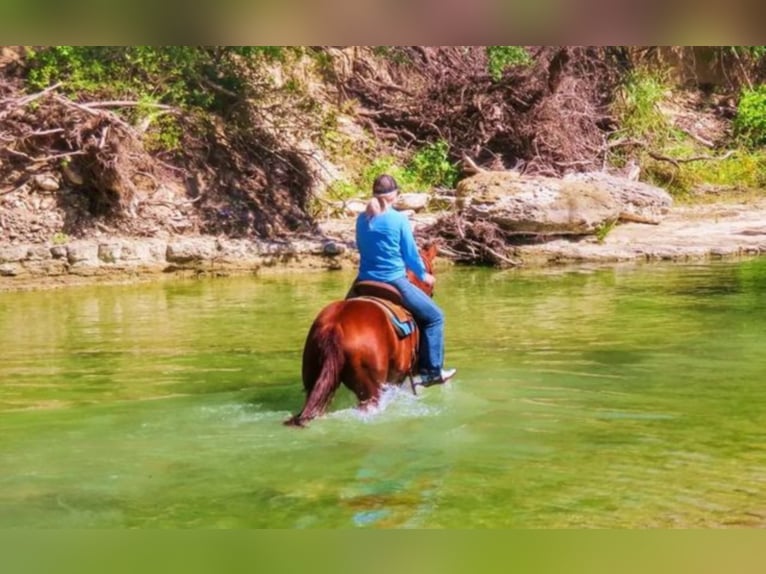 American Quarter Horse Giumenta 7 Anni Sauro ciliegia in Bluff Dale TX