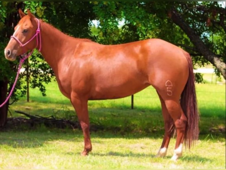 American Quarter Horse Giumenta 7 Anni Sauro ciliegia in Bluff Dale TX