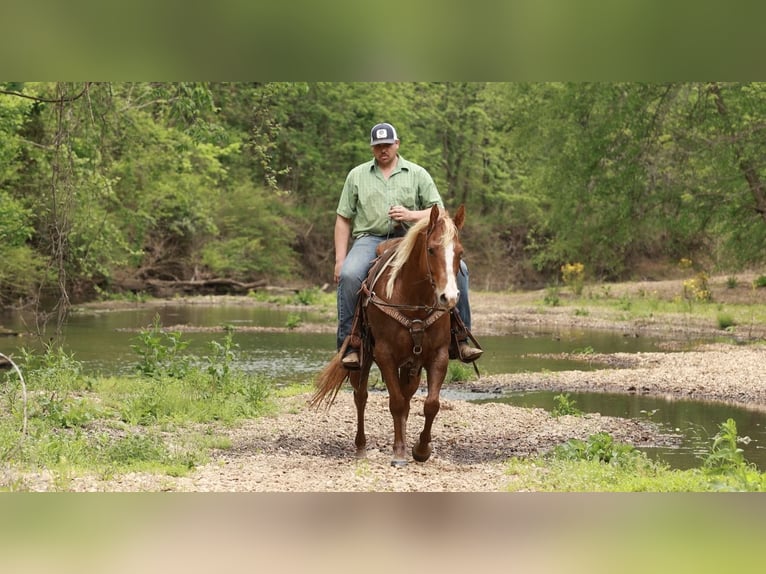 American Quarter Horse Giumenta 7 Anni Sauro ciliegia in Herrick