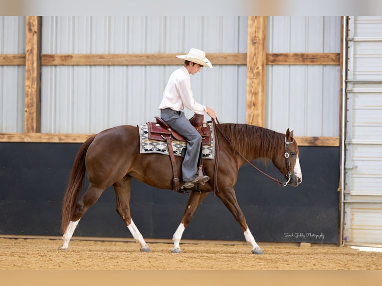 American Quarter Horse Giumenta 7 Anni Sauro ciliegia in Oelwein