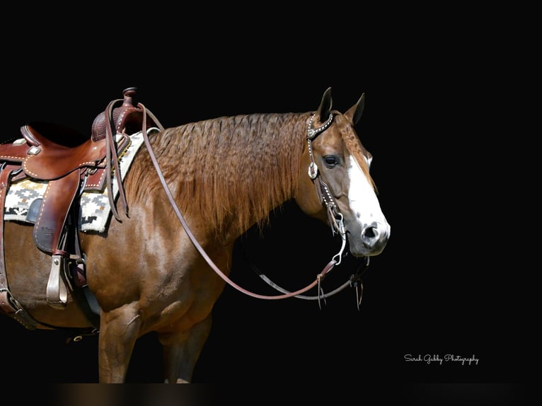 American Quarter Horse Giumenta 7 Anni Sauro ciliegia in Oelwein