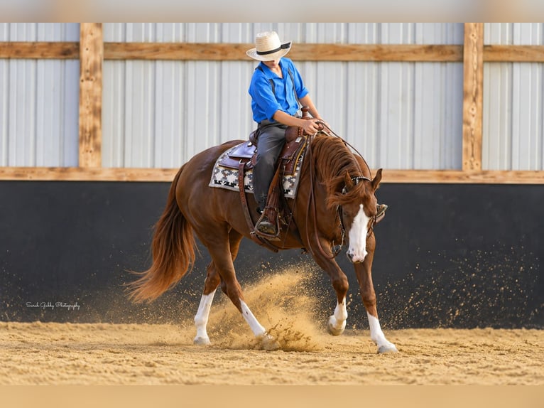 American Quarter Horse Giumenta 7 Anni Sauro ciliegia in Oelwein