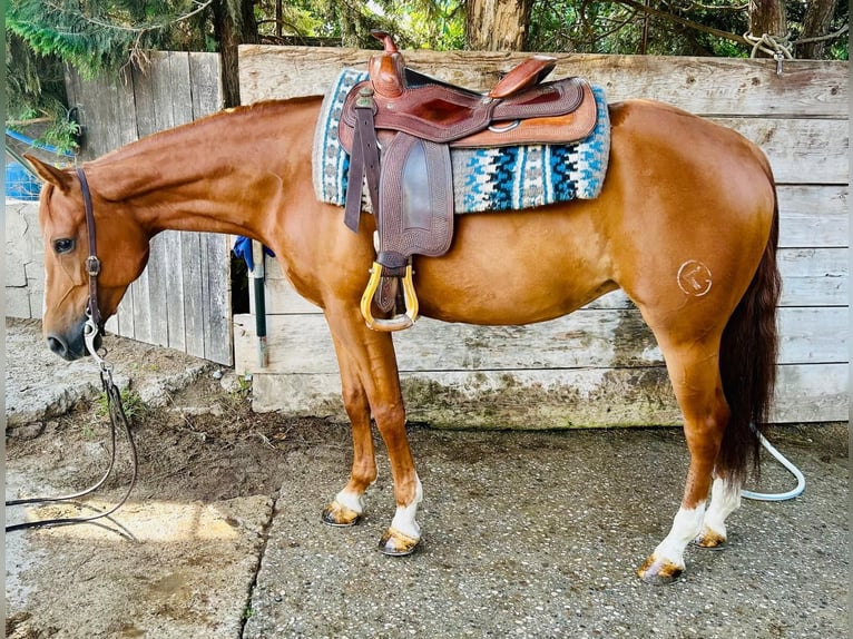 American Quarter Horse Giumenta 7 Anni Sauro in Mantova