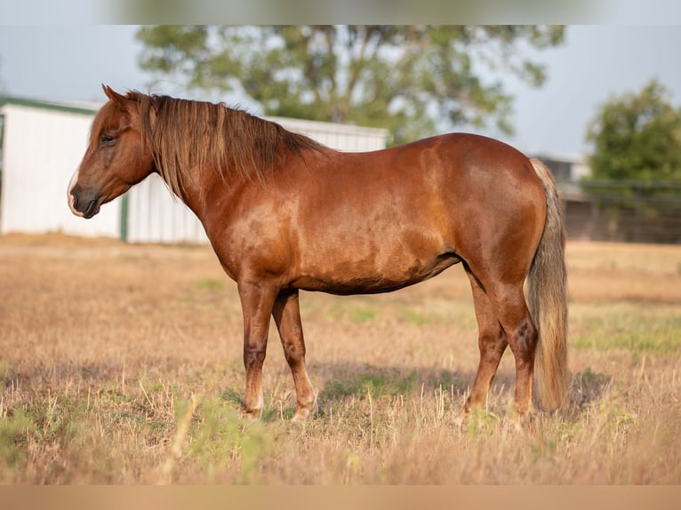American Quarter Horse Giumenta 8 Anni 124 cm Baio ciliegia in Weatherford TX