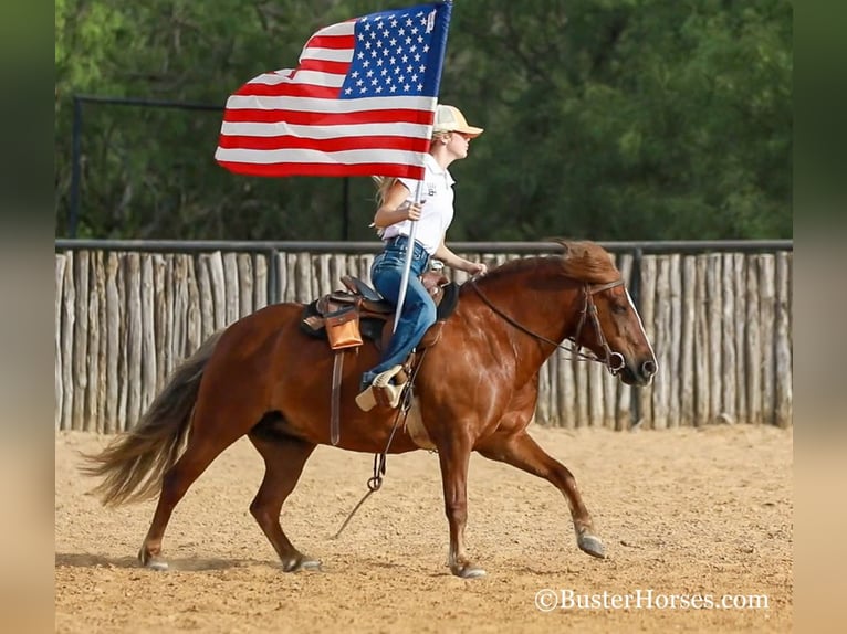 American Quarter Horse Giumenta 8 Anni 124 cm Baio ciliegia in Weatherford TX